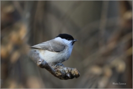 <p>SÝKORA BABKA ( Parus palustris) /Marsh tit - Sumpfmeise/</p>